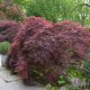 Crimson Queen Japanese Maple Photo 1