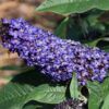 Pugster Blue® Butterfly Bush Photo 1