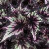 Rex Begonia Photo 1