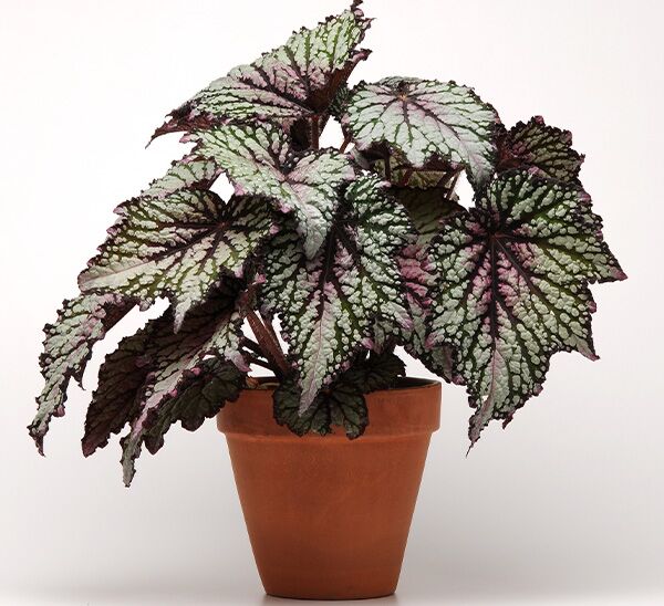 Rex Begonia