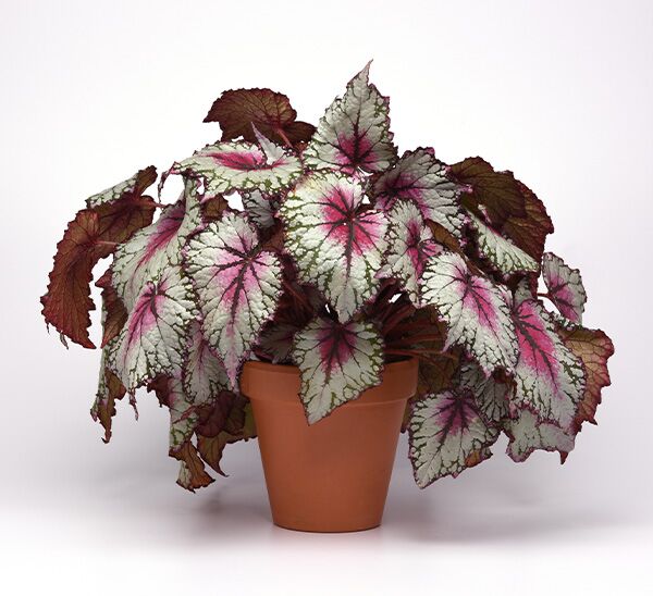 Rex Begonia