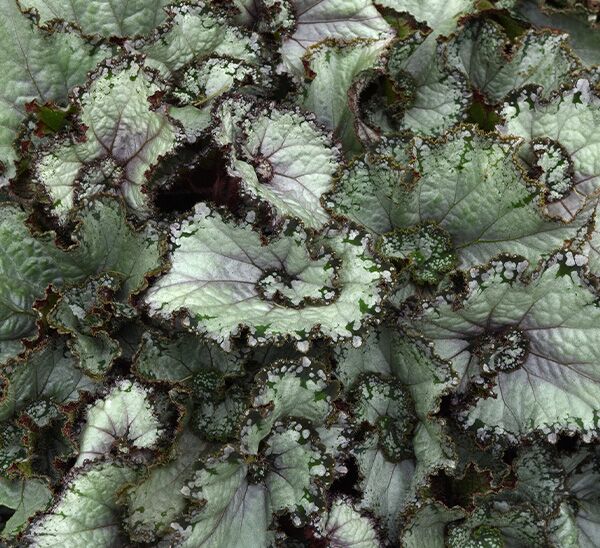 Rex Begonia