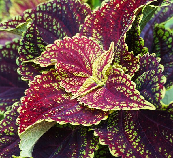 Kong Coleus