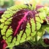 Kong Coleus Photo 1