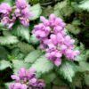 Lamium Photo 1