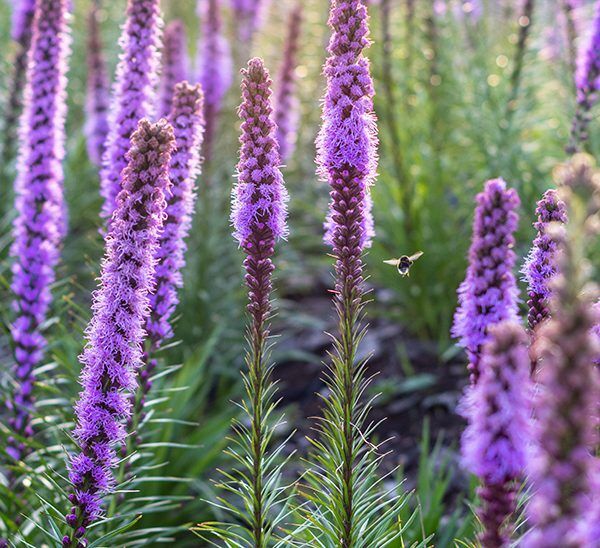Liatris