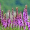Liatris Photo 1