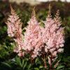Astilbe Photo 1