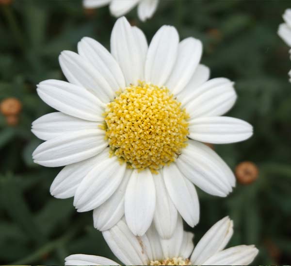 Marguerite Daisy