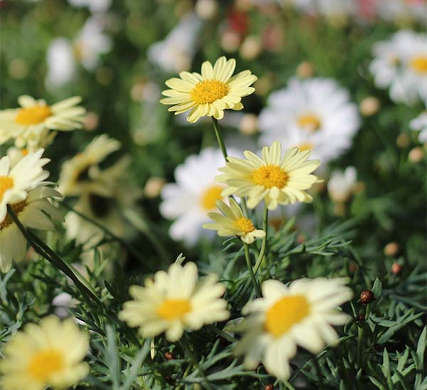 Marguerite Daisy