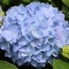 Nantucket Blue™ Hydrangea Photo 1