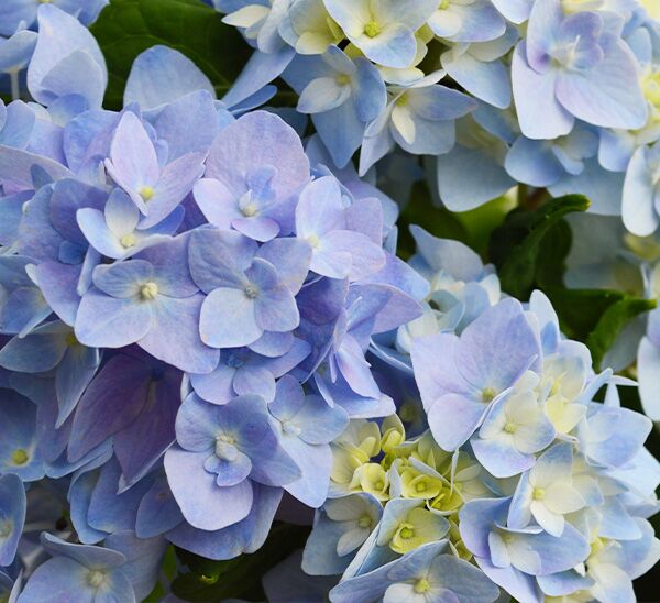 Nantucket Blue™ Hydrangea