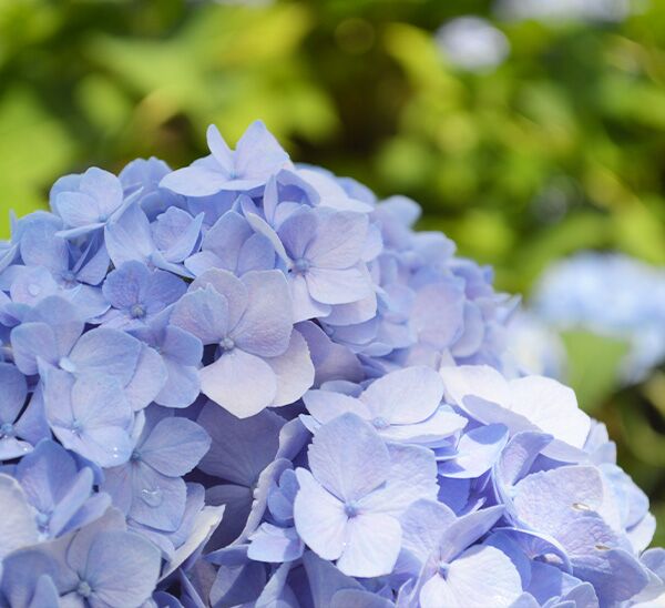 Nantucket Blue™ Hydrangea