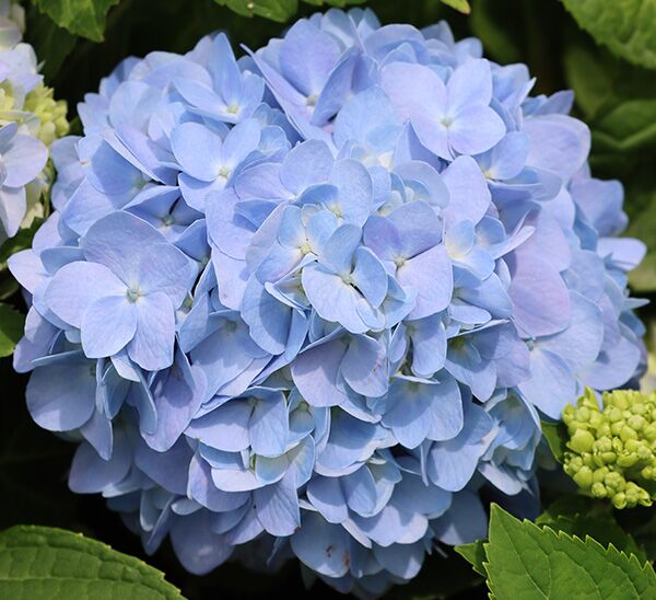 Nantucket Blue™ Hydrangea Photo 1