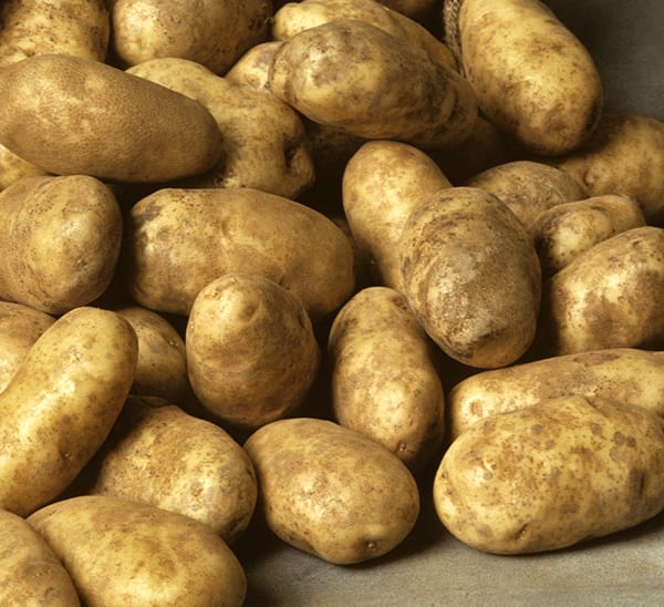 Norkotah Organic Potato