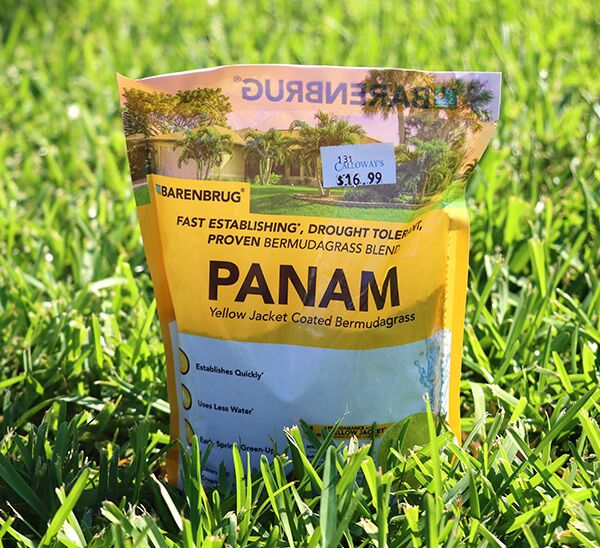 Panam™ Bermudagrass Seed Blend Photo 1