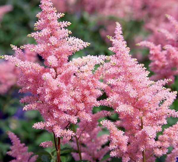 Astilbe