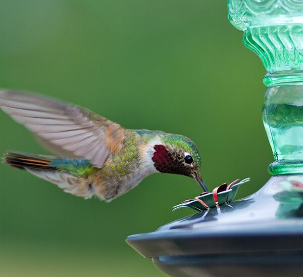 Bird drinking from Perky-Pet® Green Antique Glass Bottle Hummingbird Feeder