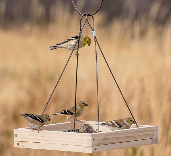 Birds on Perky-Pet® Hanging Tray Bird Feeder