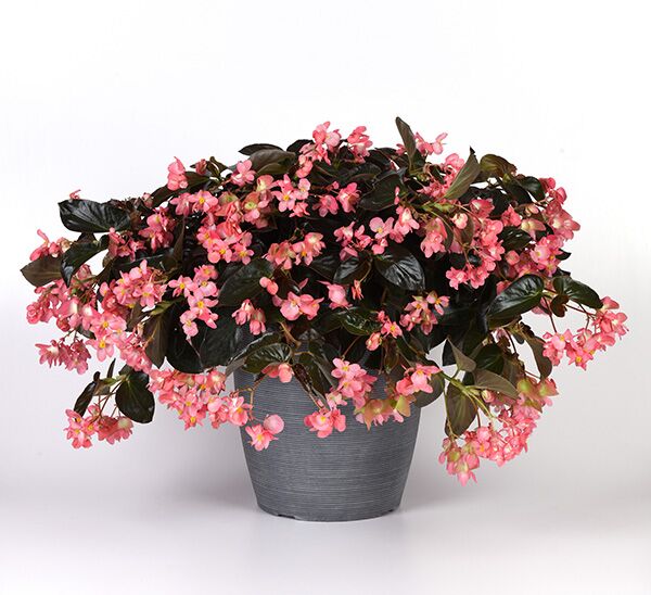 Dragon Wing Begonia