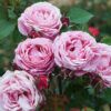 Cathedral Bells™ Rose Photo 1