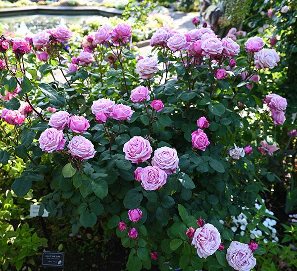 Cathedral Bells Rose