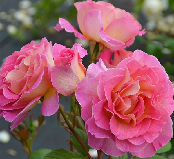 Julie Andrews Rose