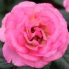 Julie Andrews Rose Photo 1