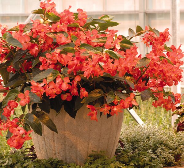 Dragon Wing Begonia Photo 1
