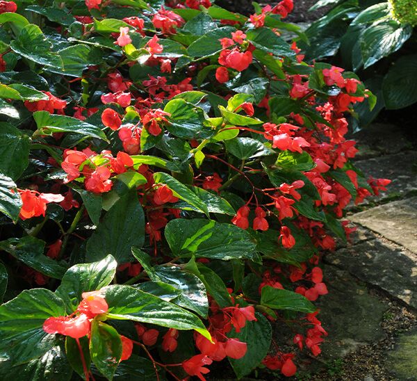 Dragon Wing Begonia