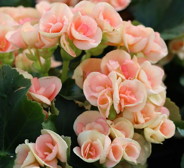 light pink Rieger Begonia