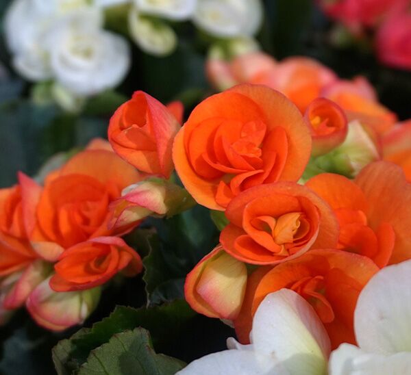 orange Rieger Begonia
