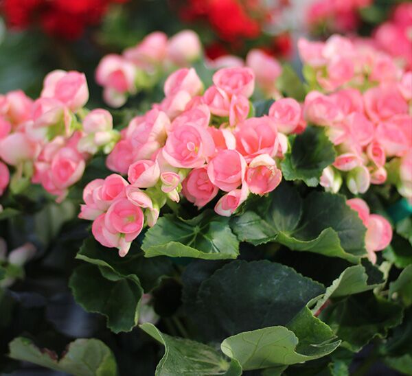 pink Rieger Begonia