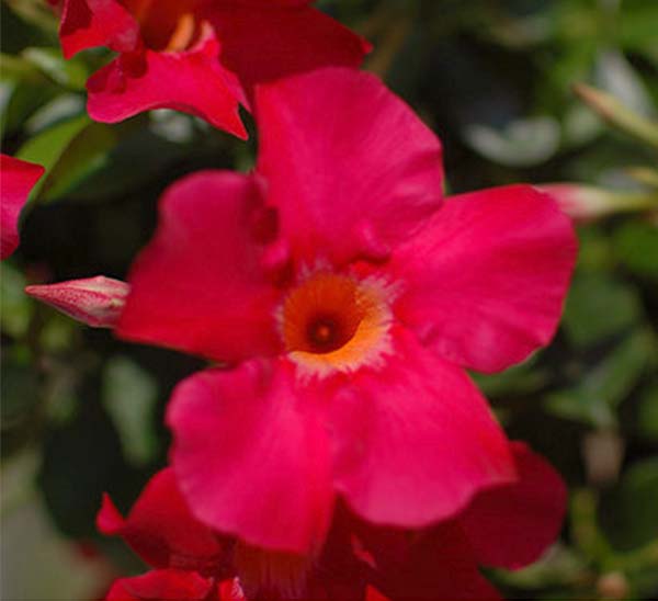 SUNDENIA® DIPLADENIA
