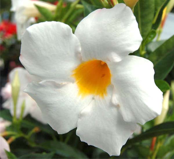SUNDENIA® DIPLADENIA