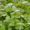 Salsa Fanatic Herb Kit Photo 1