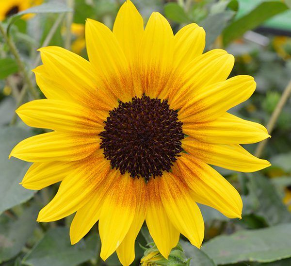 Sunflower