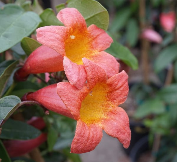 Tangerine Beauty Crossvine