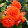 Tropical Begonia Photo 1