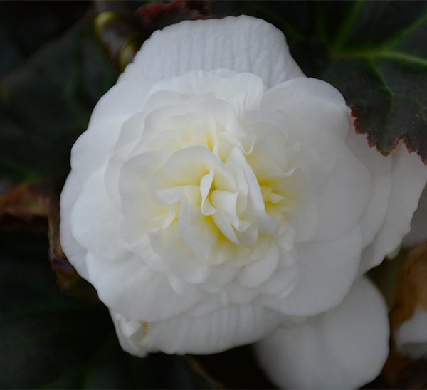 Tropical Begonia