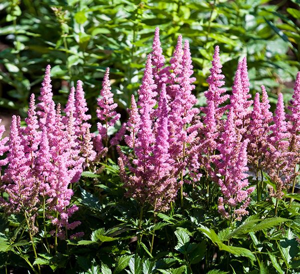 Astilbe