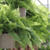 Boston Fern Photo 1