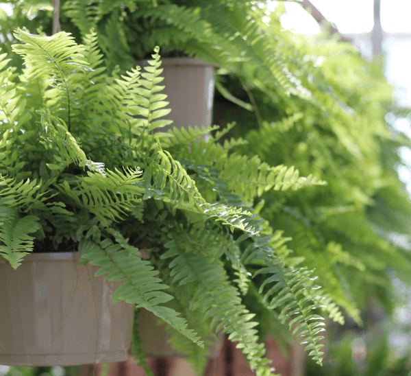 Boston Fern Photo 1