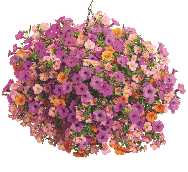 Proven Winners® Hanging Basket Mixed Combos