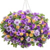 Proven Winners® Hanging Basket Mixed Combos Photo 1