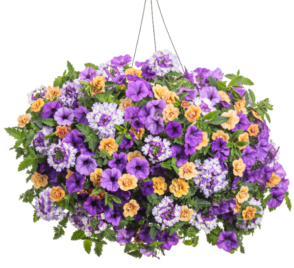 Proven Winners® Hanging Basket Mixed Combos Photo 1