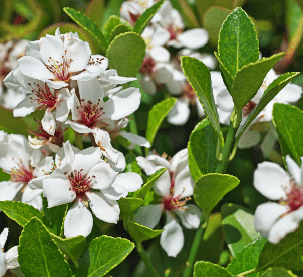 Clara Indian Hawthorn Photo 1