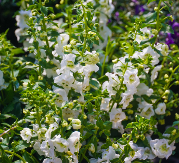 Angelonia