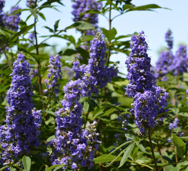 Shoal Creek Vitex Photo 1