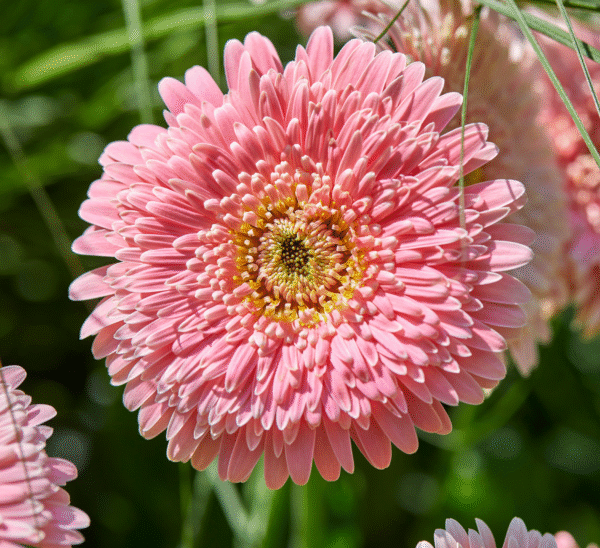 Garvinea® Gerbera Daisy